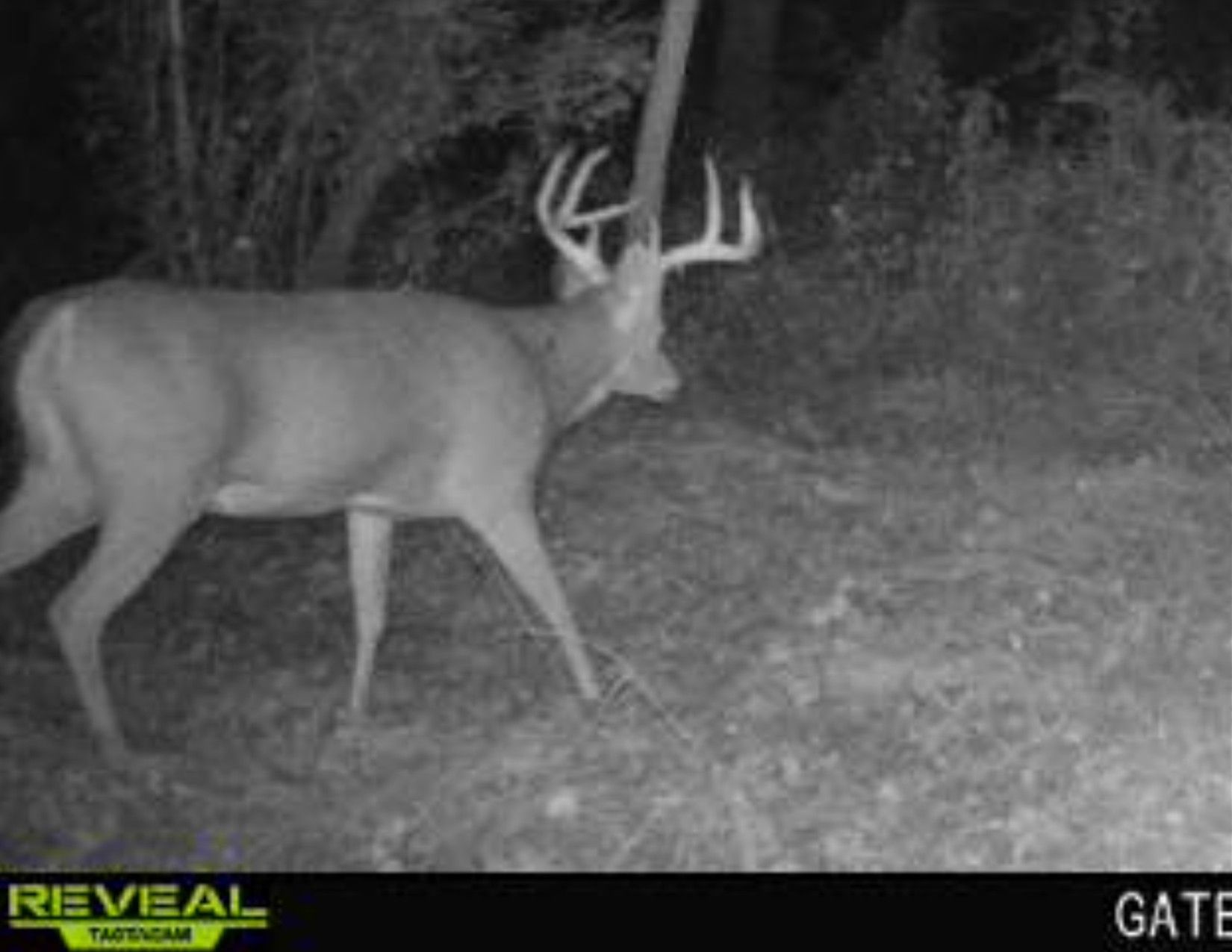 Listing Photo: Wayne County, Iowa Land Listing - 6